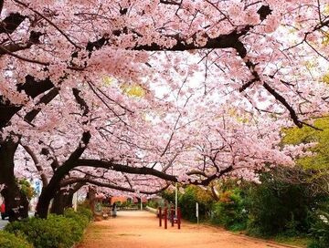 ELEGANT JAPONYA &GÜNEY KORE (Sakura&Ramazan Bayramı)