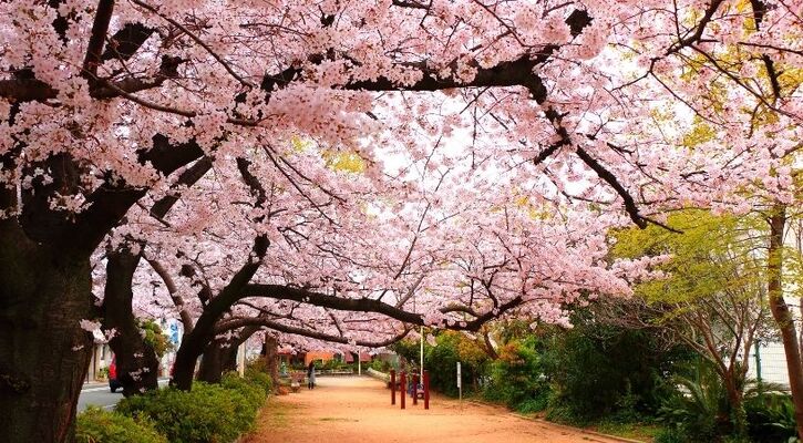 ELEGANT JAPONYA & GÜNEY KORE (Sakura&Ramazan Bayramı)